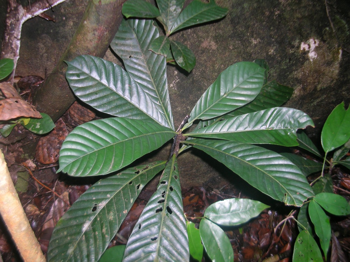 Agrostistachys borneensis Becc.